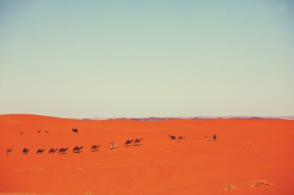Comment organiser une randonnée à travers le désert du Namib pour découvrir les paysages lunaires?